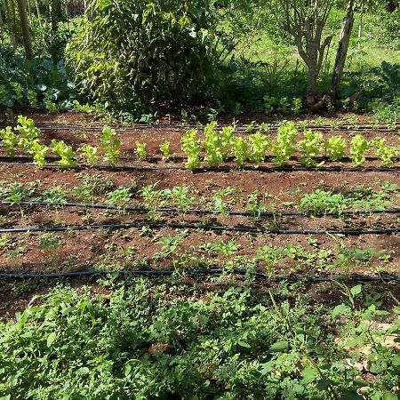 Encantadora Villa Maya Tradicional En Rancho Agroecologico Tzucaceb Esterno foto