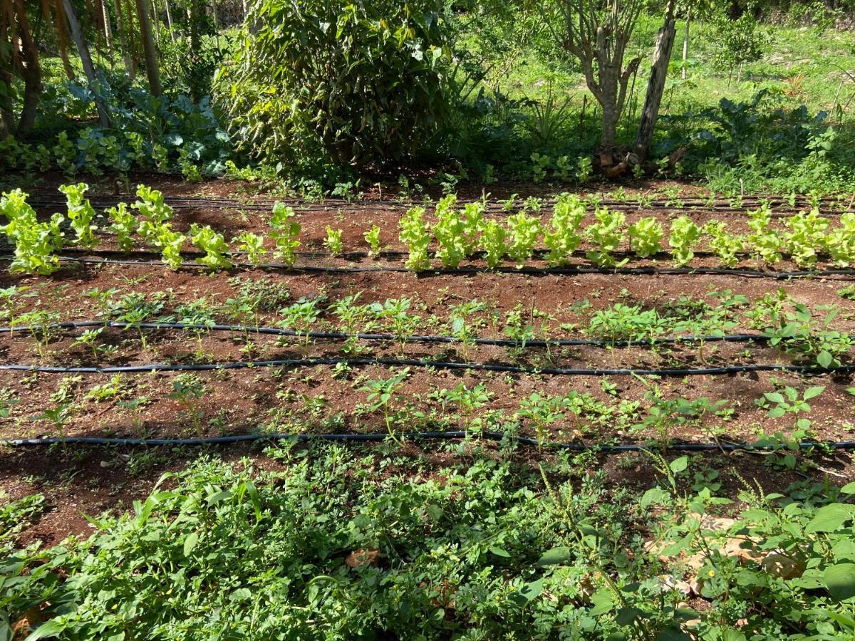 Encantadora Villa Maya Tradicional En Rancho Agroecologico Tzucaceb Esterno foto