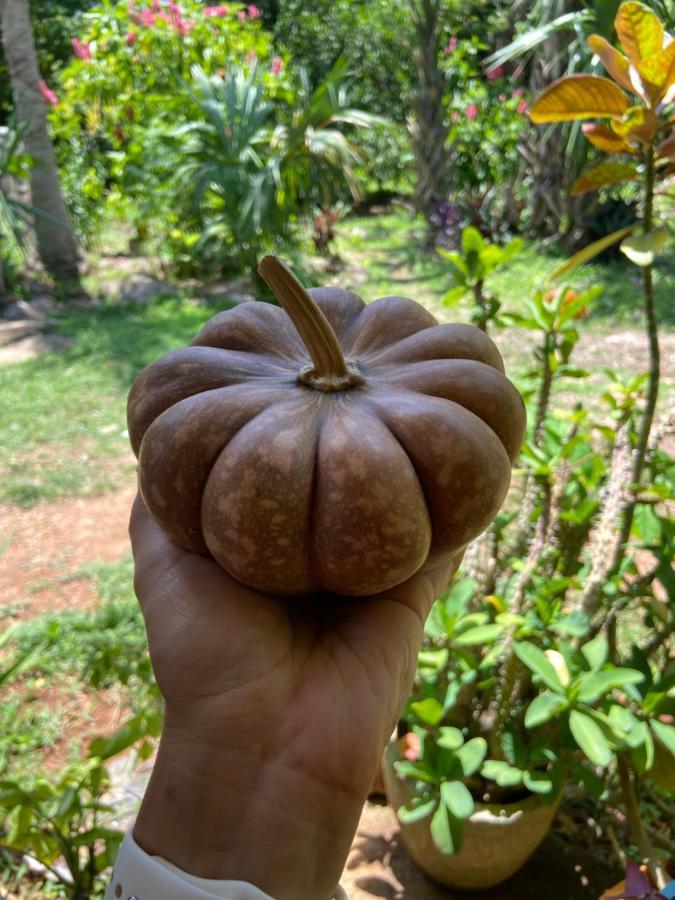 Encantadora Villa Maya Tradicional En Rancho Agroecologico Tzucaceb Esterno foto